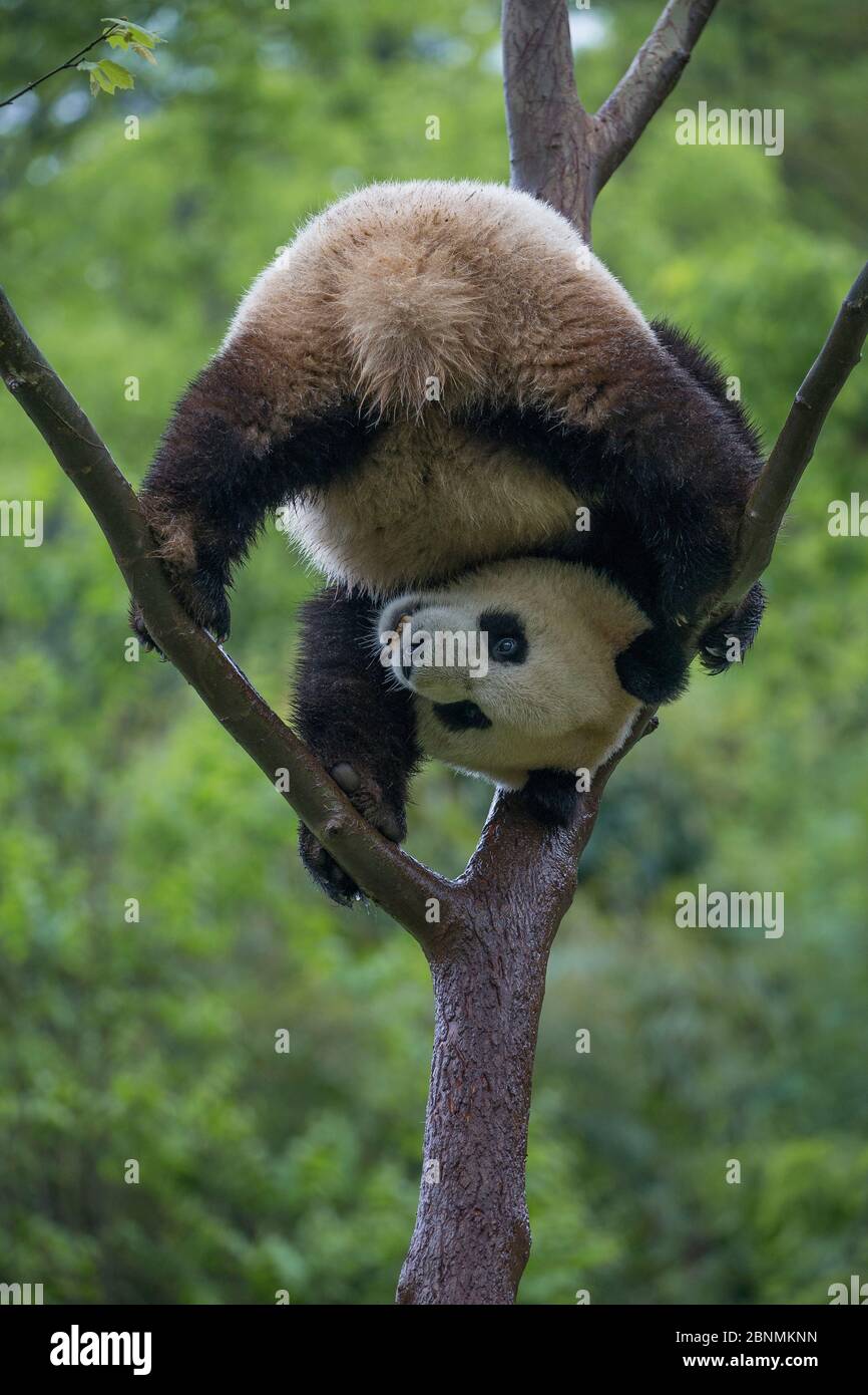 Panda géant (Ailuropoda melanoleuca) jouant dans l'arbre, captif, Chine Banque D'Images