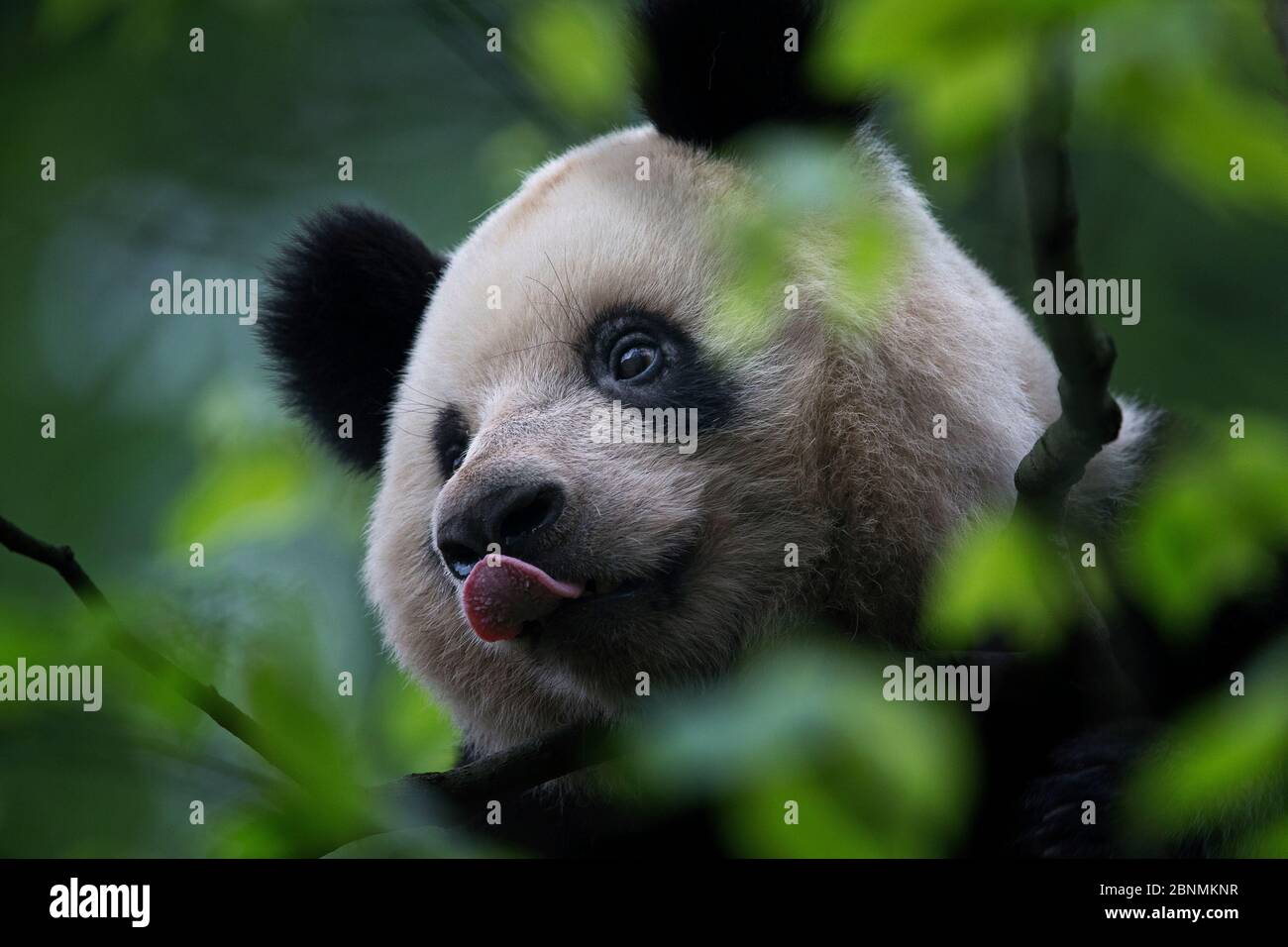 Panda géante (Ailuropoda melanoleuca) dans un arbre, avec langue sortie, captive, Chine Banque D'Images