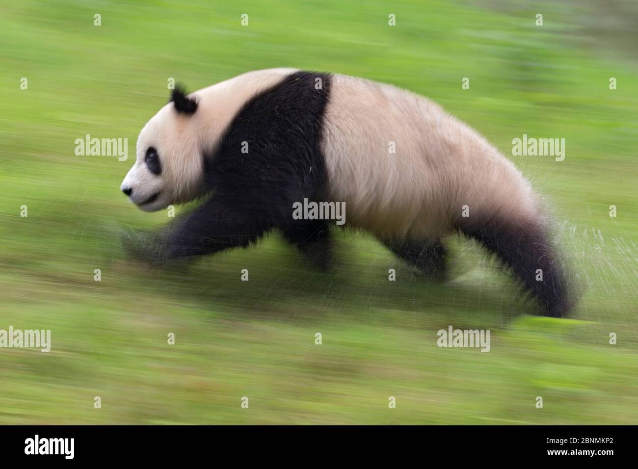 Panda géant (Ailuropoda melanoleuca) en cours d'exécution, captive, Chine Banque D'Images