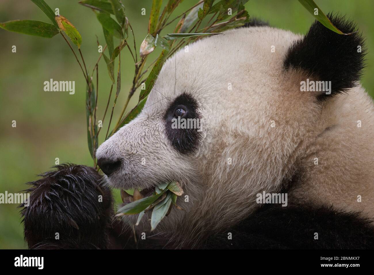 Panda géante (Ailuropoda melanoleuca) se nourrissant de bambou, captif, Chine Banque D'Images