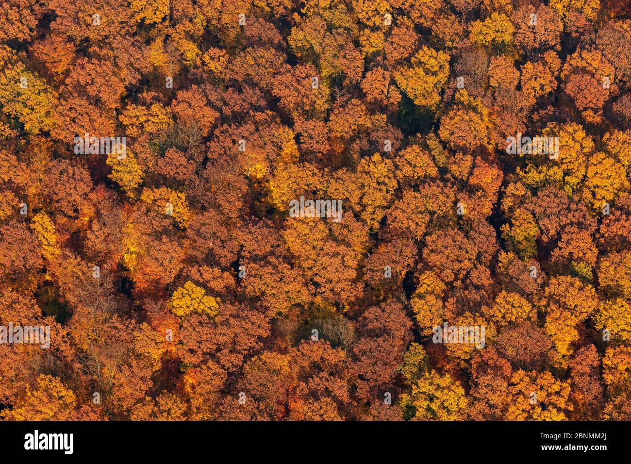 Couvert forestier de hêtre primaire (Fagus sylvatica) en automne (aérien), Spessart, Allemagne, octobre 2015. Banque D'Images