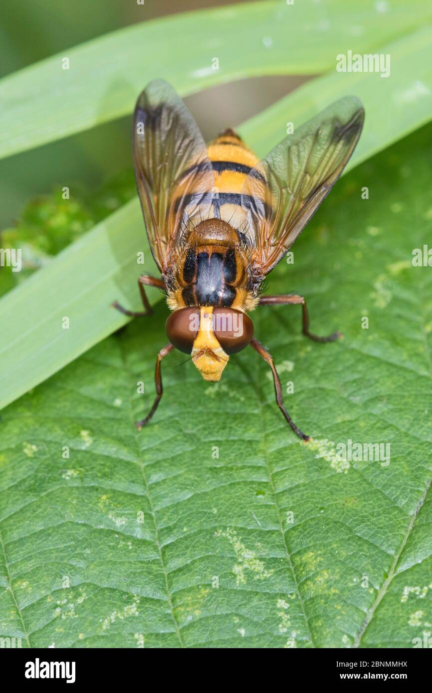 Hoverfly (Volucella inanis) un mimic Bumble Bee, cimetière Brockley, Lewisham, Londres, Royaume-Uni juillet Banque D'Images