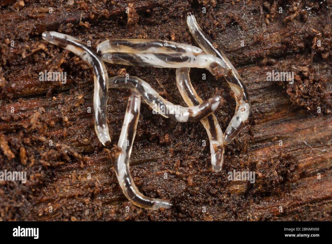 Champignon larves de nain dans le log pourri (Diptera) Pennsylvanie, États-Unis Mai Banque D'Images