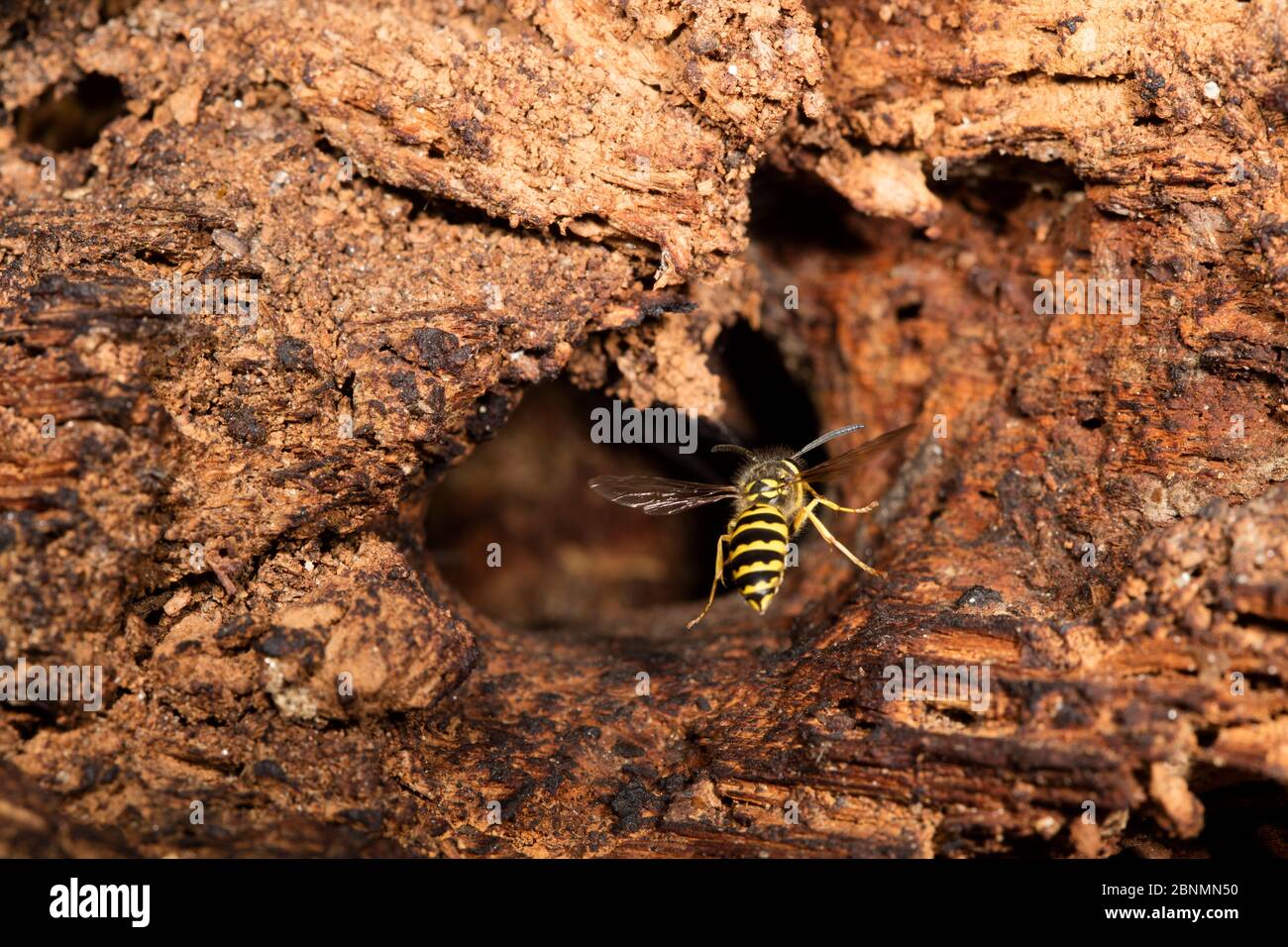 La caouette jaune commune (Vespula alascensis) niche dans le bois pourri, parc de la vallée de Wissaickon, Philadelphie, États-Unis août Banque D'Images
