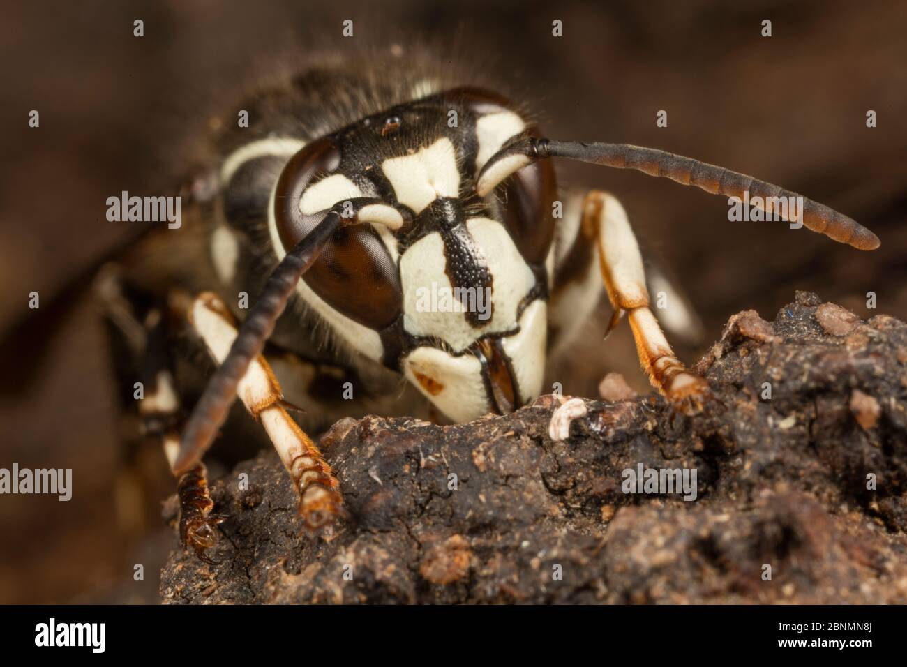 hornet à tête blanche (Dolichovespula maculata) travailleur se nourrissant au flux d'alcool - sève fermentée- sur tronc de chêne blanc (Quercus) Parc d'État de fort Washington, P Banque D'Images