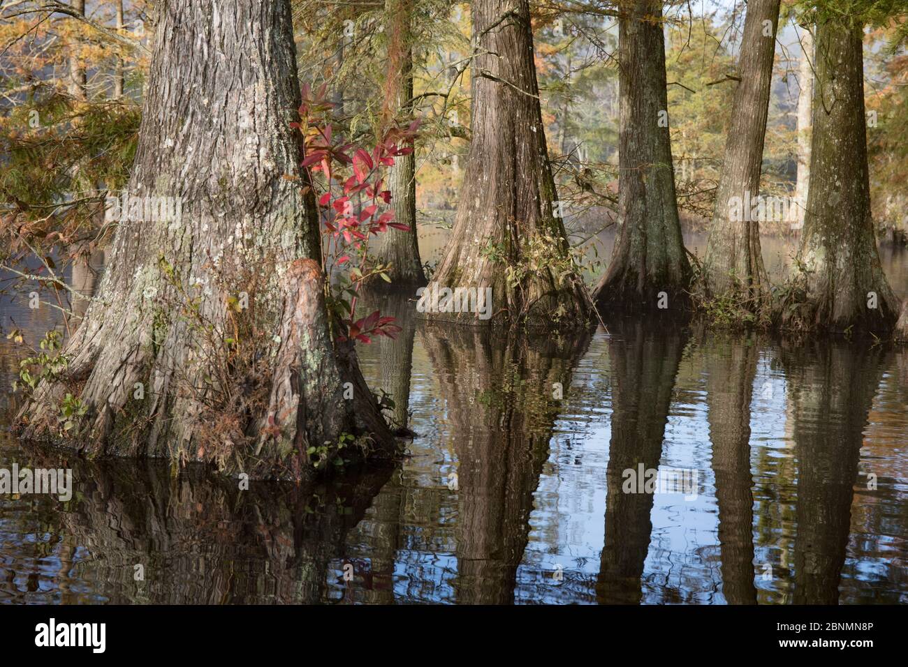 Cyprès à tête blanche (Taxodium distichum) dans un étang, à l'extrémité nord de la zone de cyprès, parc national de Trap Pond, Delaware, États-Unis Banque D'Images