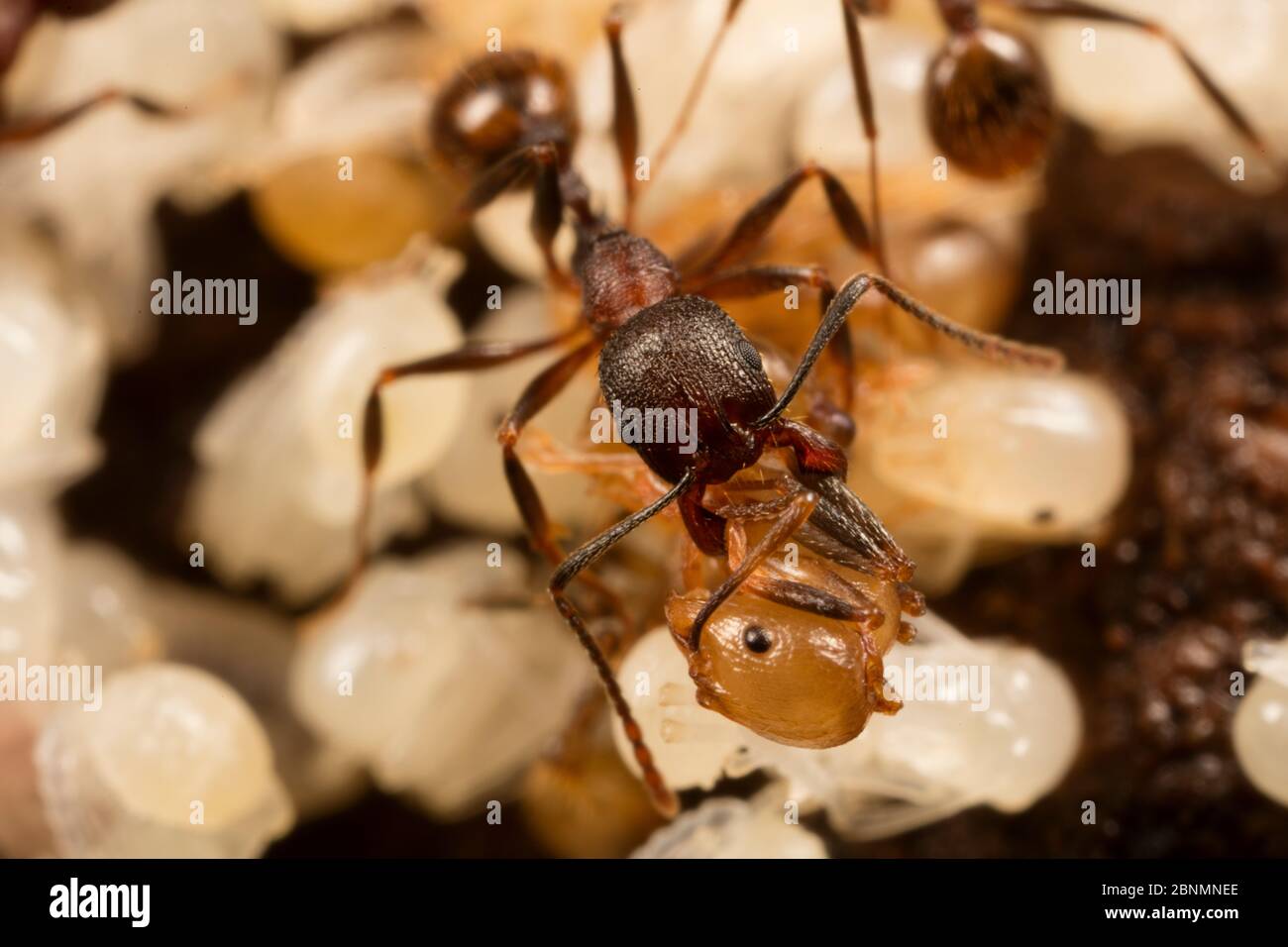 Winnow ant (Aphaenogaster sp) travailleur transportant la pupa pour faire son nid, Washington State Park, Pennsylvanie, États-Unis juillet Banque D'Images