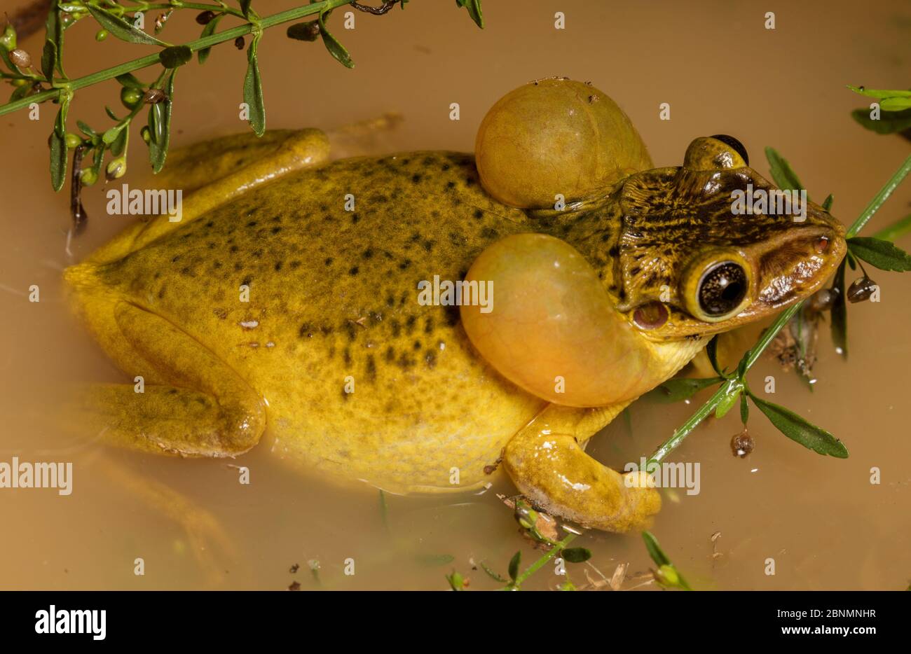 La grenouille à tête de CASUE (Trachycephalus jordani) appelle dans la flaque de pluie, province Loja, Réserve biologique de Jorupe, Équateur Banque D'Images