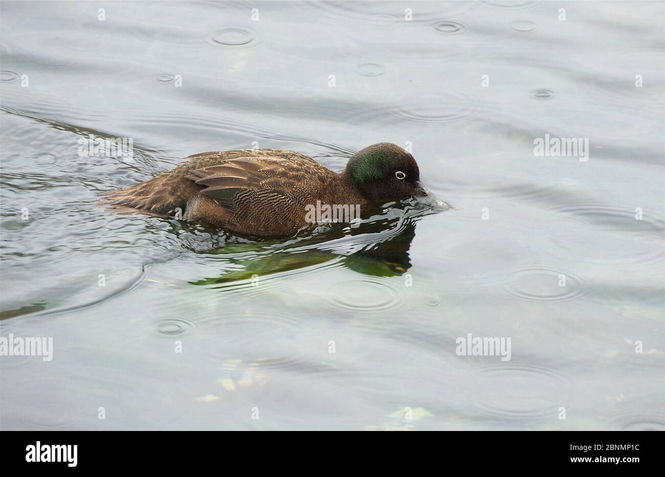 Cambell Island teal (Abas aucklandica) une espèce sans vol qui était considérée comme éteinte jusqu'à ce qu'elle soit trouvée sur l'île de Dent, un îlot isolé libre de rat au large de Cam Banque D'Images