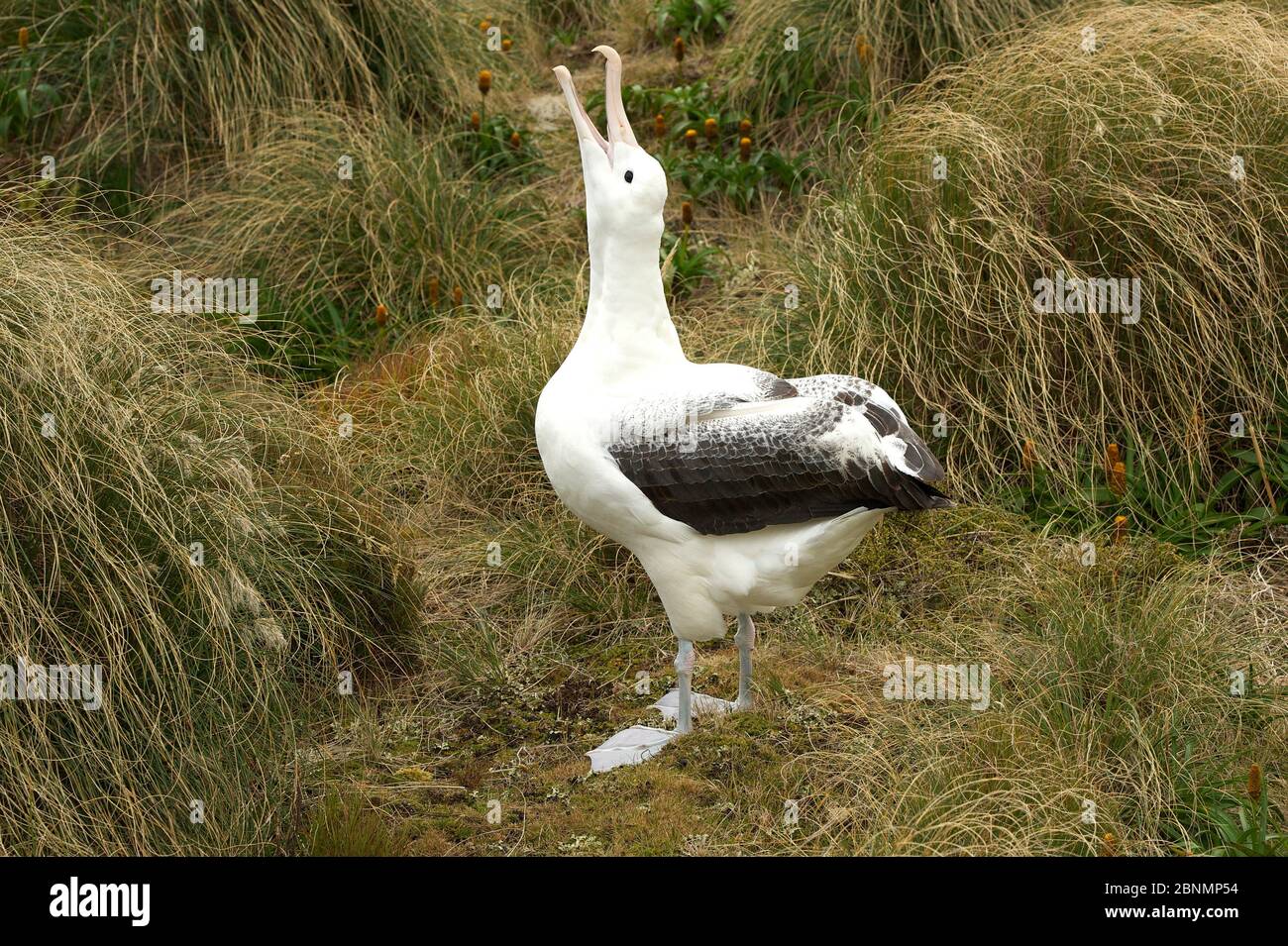 Albatros royal du sud (Diomedea epomophora) oiseau non apparié appelant à attirer d'autres albatros dans la région, île Campbell, sous-antarctique Nouvelle-Zélande Banque D'Images