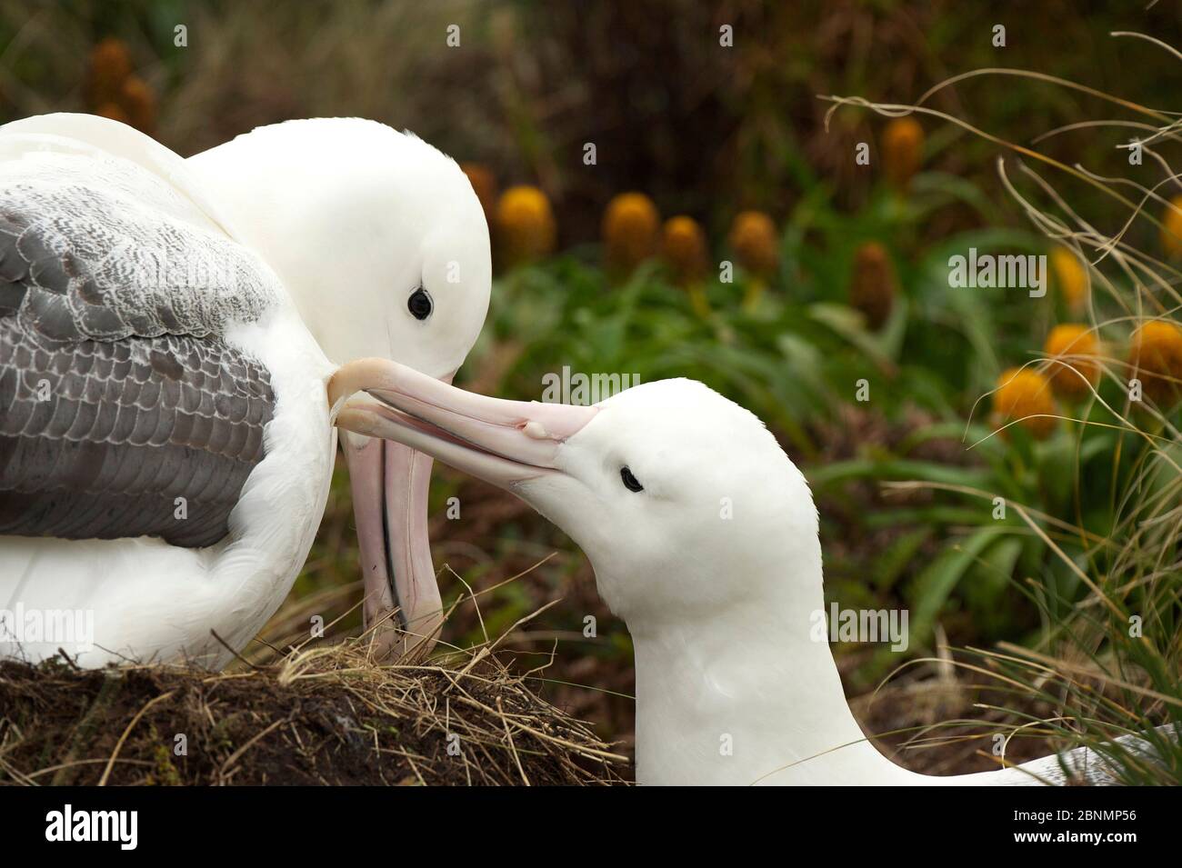 Albatros royal du Sud (Diomedea epomophora) comportement de prédation mutuelle au nid, île Campbell, sous-antarctique Nouvelle-Zélande janvier Banque D'Images