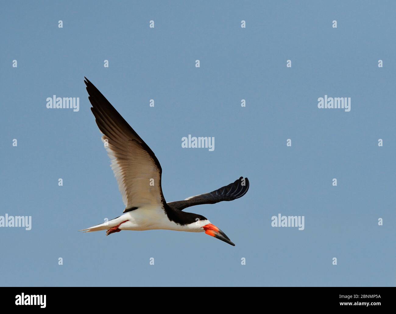 Skimmer noir (Rynchops niger), adulte en vol, Port Isabel, Laguna Madre, South Padre Island, Texas, États-Unis. Juin Banque D'Images