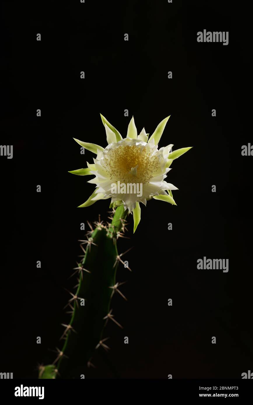 Cereus cactus (Acanthocereus tétragonus), ouverture nocturne des bourgeons floraux, Texas, États-Unis. Séquence 4 de 7. Août Banque D'Images