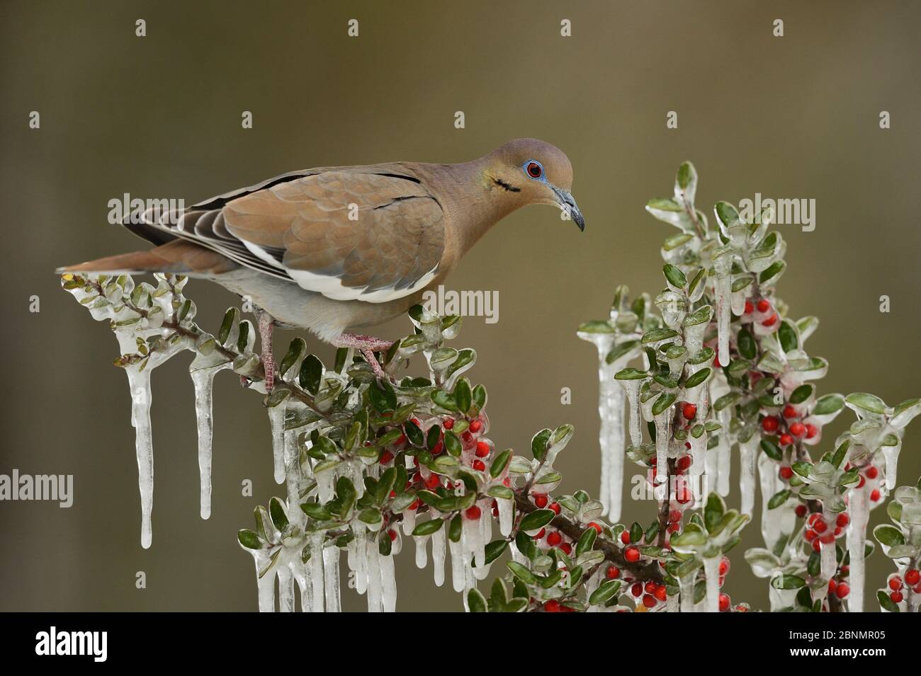 Dove à ailes blanches (Zenaida asiatica), adulte perché sur une branche glacée de Yaupon Holly (Ilex vomitoria), Hill Country, Texas, États-Unis. Février Banque D'Images