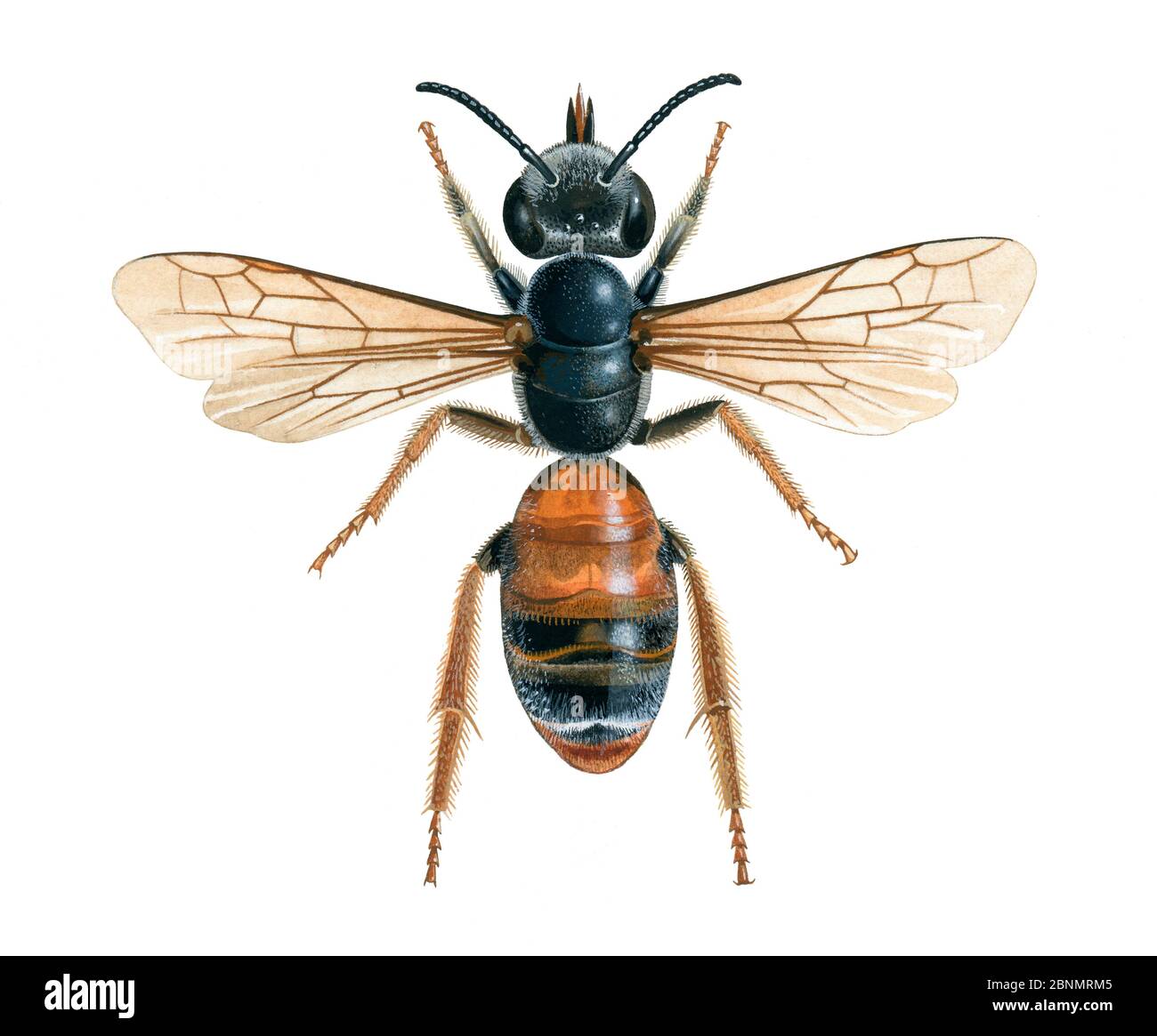 Illustration de l'abeille minière (Andena hattfiana) Banque D'Images