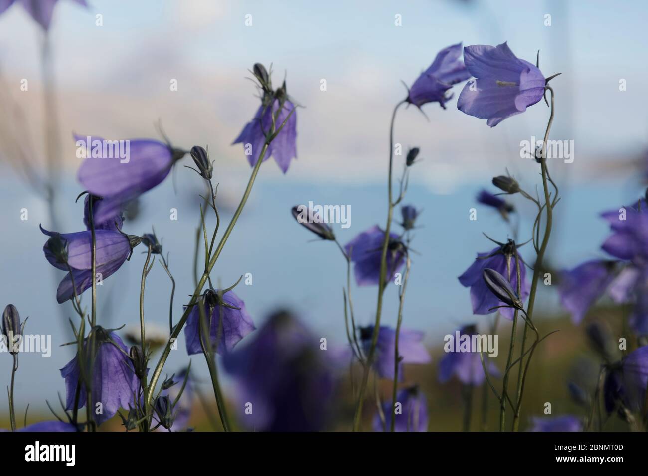 Prairie avec Bluebells (Campanula rotundifolia) Quassiarsuk / Brattahlid, sud du Groenland. Juillet. Petit repro uniquement. Banque D'Images
