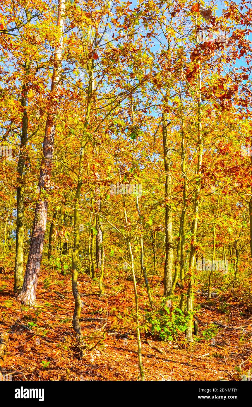 Belle forêt d'automne avec arbres d'automne colorés. Feuillage doré, jaune et orange. Paysage d'automne, bois. Paysage de la nature. Saisons de l'année. Photo verticale. Banque D'Images