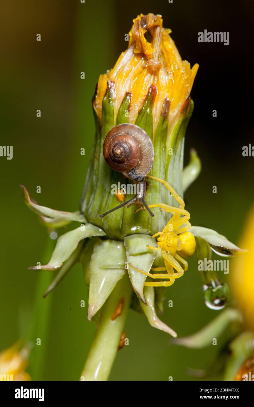 Crabes araignées (Misumena vatia) femelle jaune, plus escargot, sur la fleur de pissenlit après la pluie, Bristol, Royaume-Uni, mai Banque D'Images