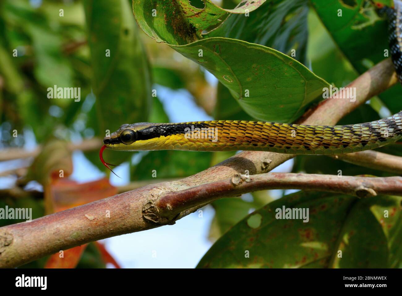 Serpent à breuque peint (Dendrelaphis pictus) Sumatra Banque D'Images