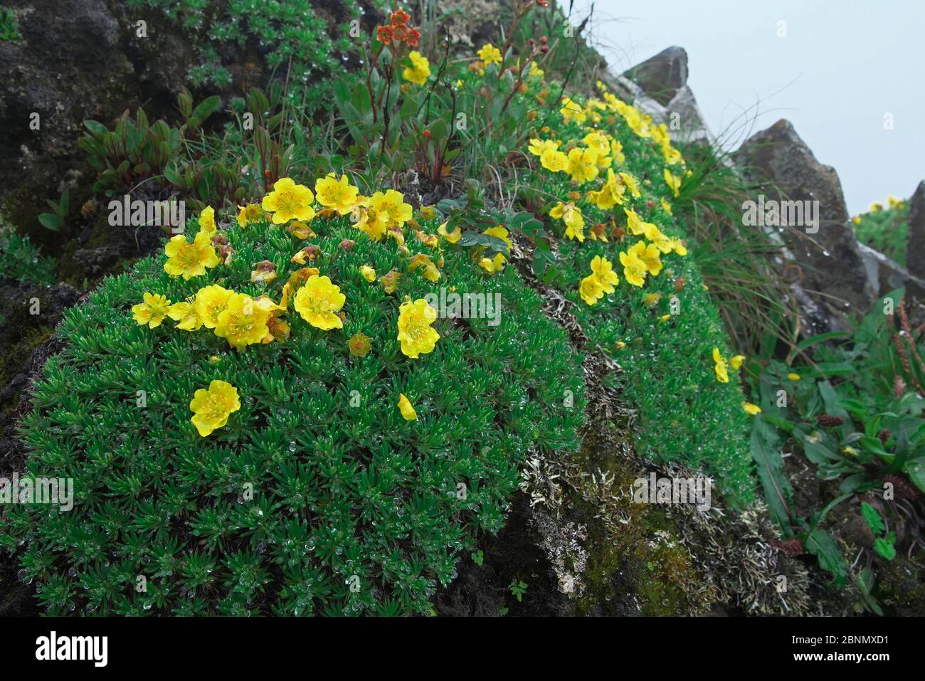 Fleurs (Potentilla cuneata) Balang Mountain, Réserve naturelle nationale de Wolong, province du Sichuan, Chine. Banque D'Images