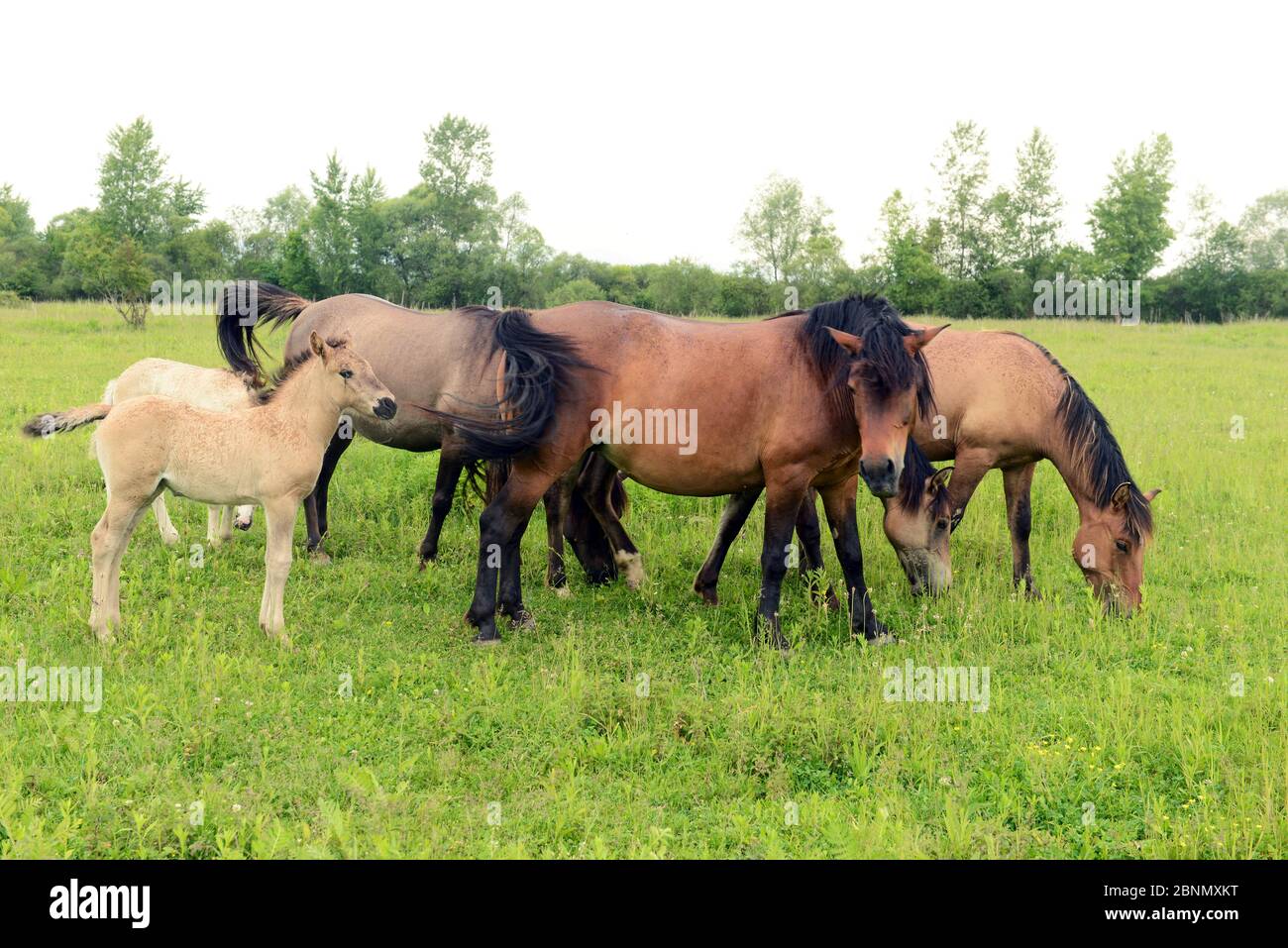 Poneys hutsul avec poulains, Buffalo Farm Saldobosch, Zakarpattia-Oblast, région de Khust, Ukraine. Banque D'Images