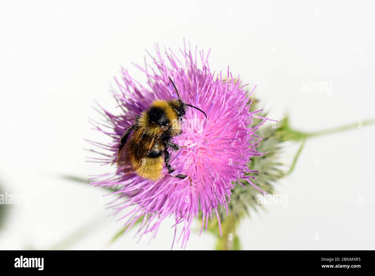 Champ de Buckoo Bumblebee (Bombus campestris) sur le chardon de Spear (Cirsium vulgare), Herefordshire, Angleterre. Banque D'Images