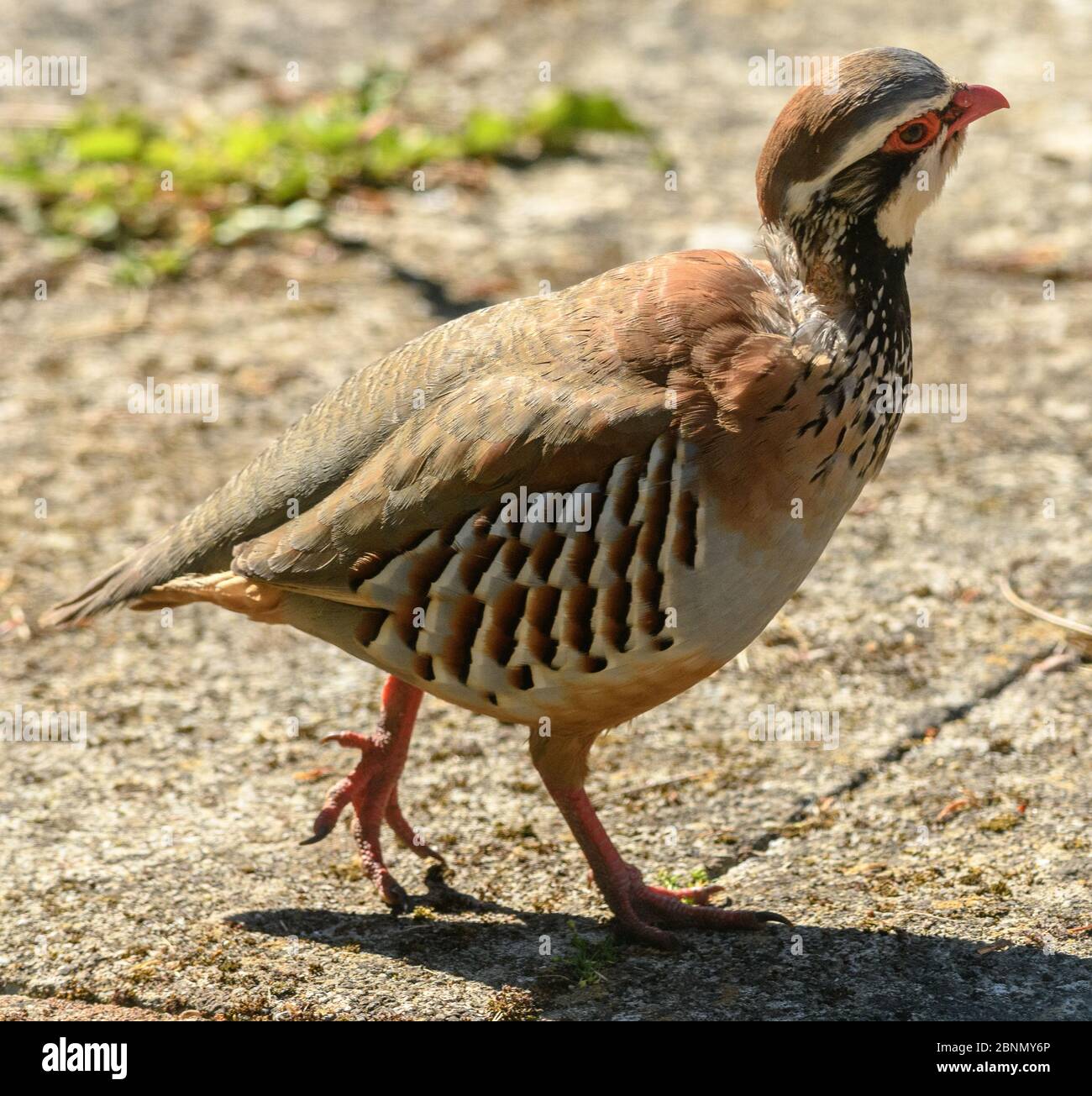 Perdrix à pattes rouges Nom scientifique: Alectoris rufa Banque D'Images