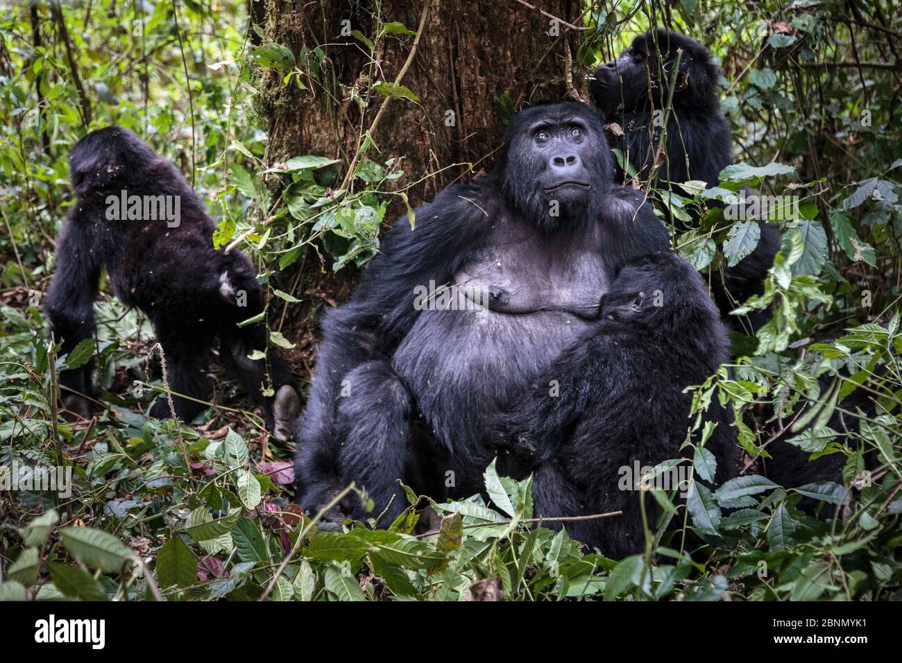 Gorille des basses terres de l'est (Gorilla beringei graueri) femelle allaillant son bébé, Groupe Chimanuka, Parc national de Kahuzi-Biega, province du Sud-Kivu, Democra Banque D'Images