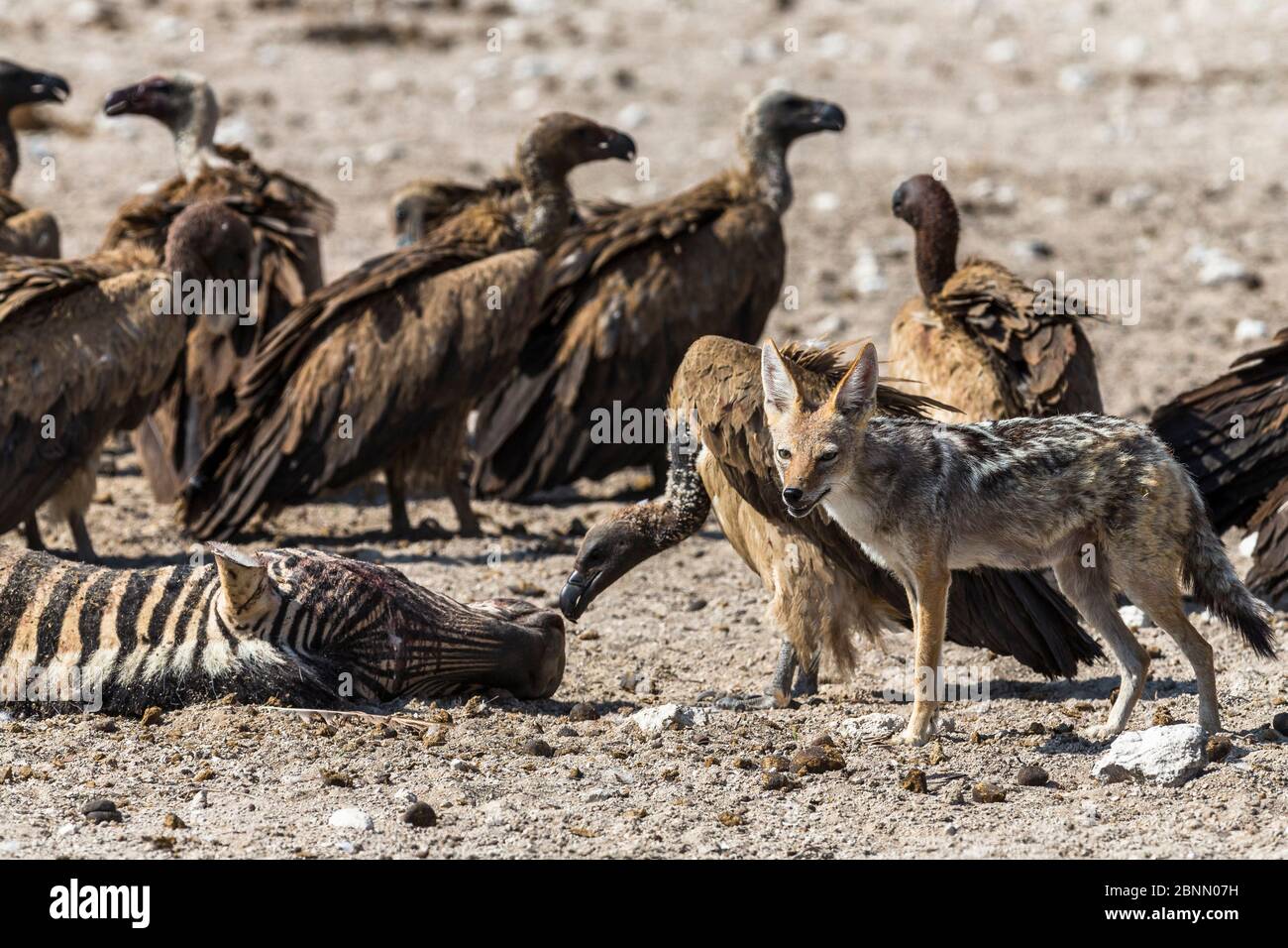 Vautours à dos blanc (Gyps africanus) et chacals à dos noir (Canis mesomelas) près de la carcasse de zébrée de Burchell (Equus burchelli), par national d'Etosha Banque D'Images