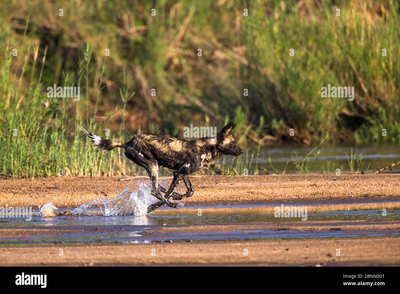 Chien sauvage africain (Lycaon pictus) traversant la rivière à vitesse rapide, réserve de gibier de Mala Mala. Afrique du Sud. Banque D'Images