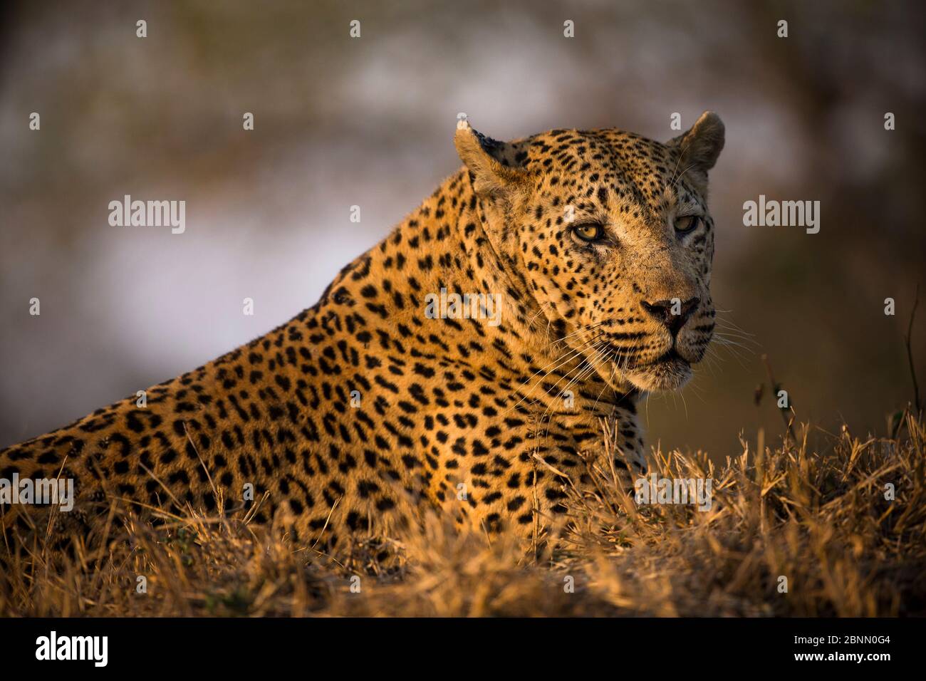 Léopard (Panthera pardus) mâle connu sous le nom de 'Princes Alice pans mâle', Mala Mala Game Reserve. Afrique du Sud. Banque D'Images