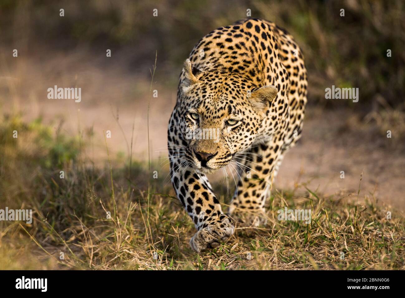 Léopard (Panthera pardus) mâle commençant à péter la proie, Mala Mala Game Reserve. Afrique du Sud Banque D'Images