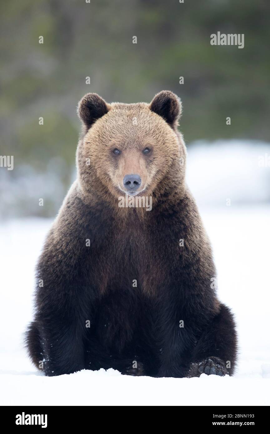 Ours brun européen (Ursus arctos) assis dans la neige, Finlande, avril Banque D'Images