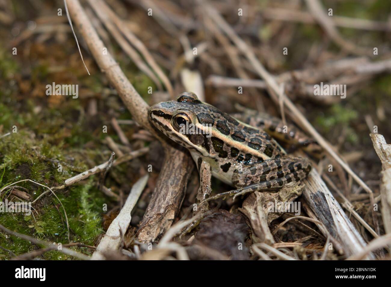 Grenouille de brochet juvénile (Lithobates palustris) près du bord de l'étang, Connecticut, États-Unis Banque D'Images