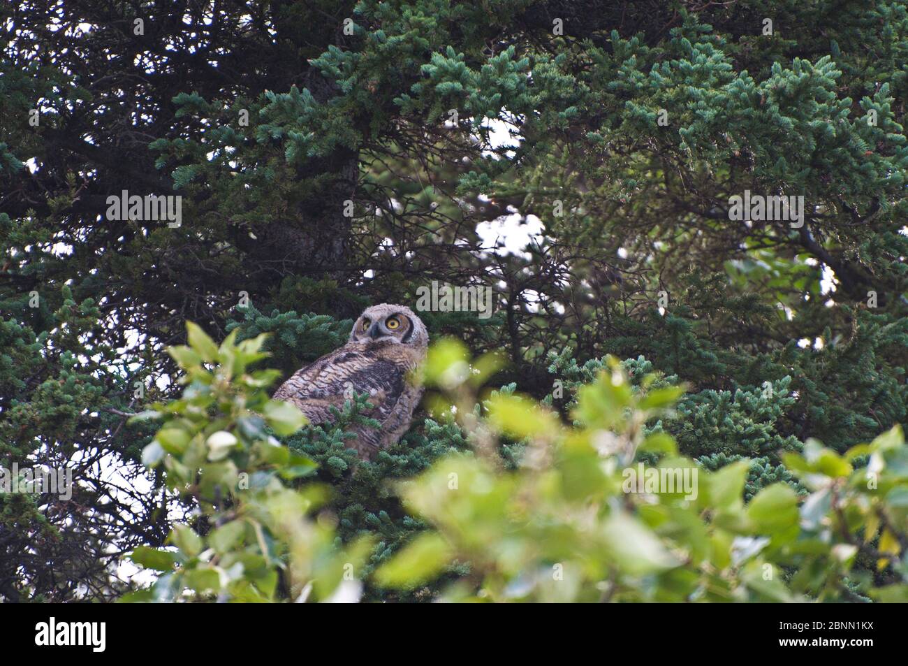 Grand hibou gris qui s'enfuit sur un arbre Banque D'Images