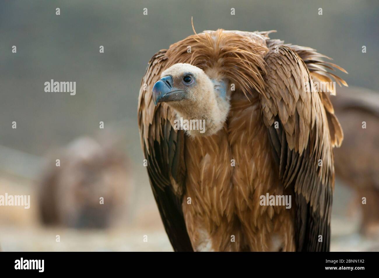 Griffon vautour (Gyps fulvus), Pyrénées, Espagne. Banque D'Images