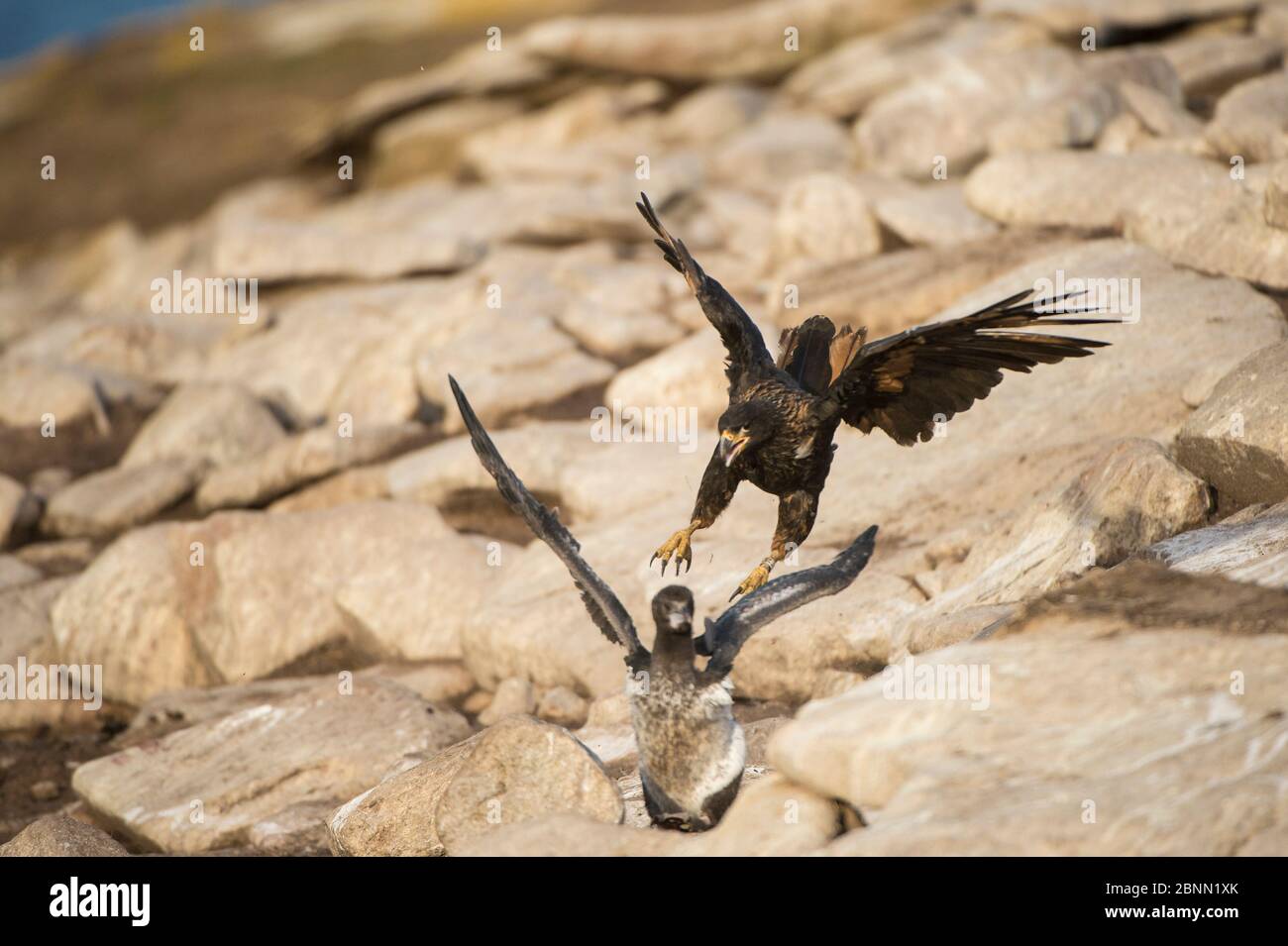 Caracara striée (Phalcoboenus australis) également connue sous le nom de 'Johnny rook' pour la chasse d'un cormorant. Îles Falkland. Banque D'Images