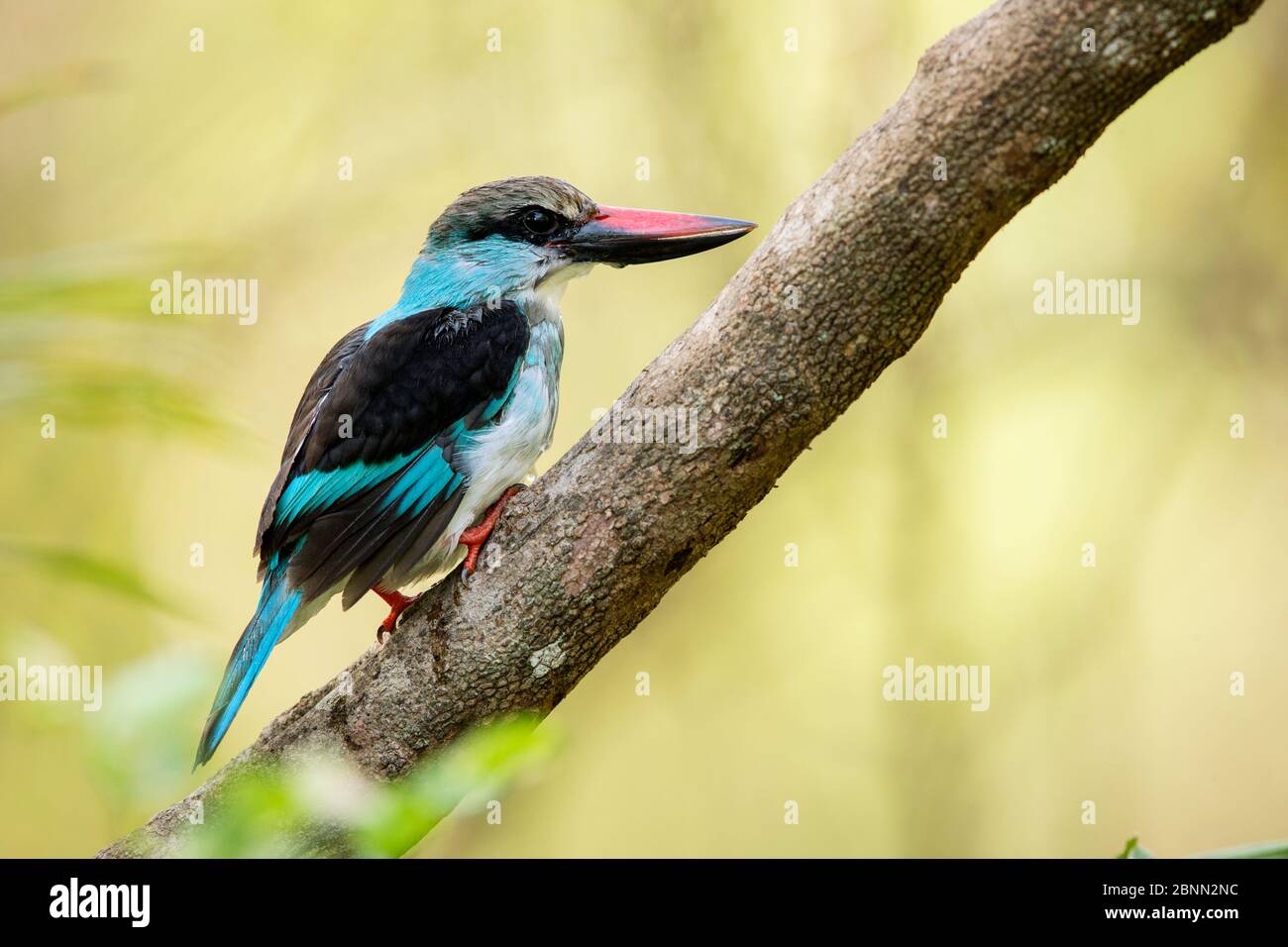 kingfisher croisé (Halcyon malimbica) perchée, Gambie, Afrique, mai. Banque D'Images