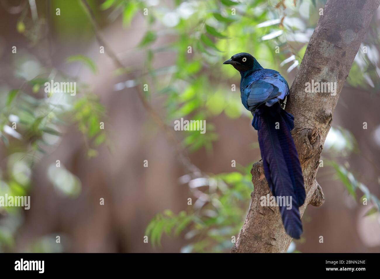 Lamprotornis caudatus (Lamprotornis caudatus) perchée, Gambie, Afrique, avril 2016 Banque D'Images