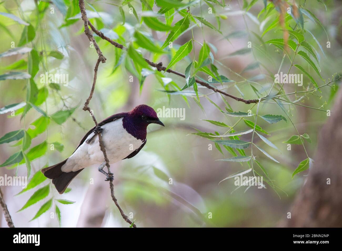 Étoilé au dos violet (Cinnyricowans leucogaster), homme perché, Gambie, Afrique, mai. Banque D'Images