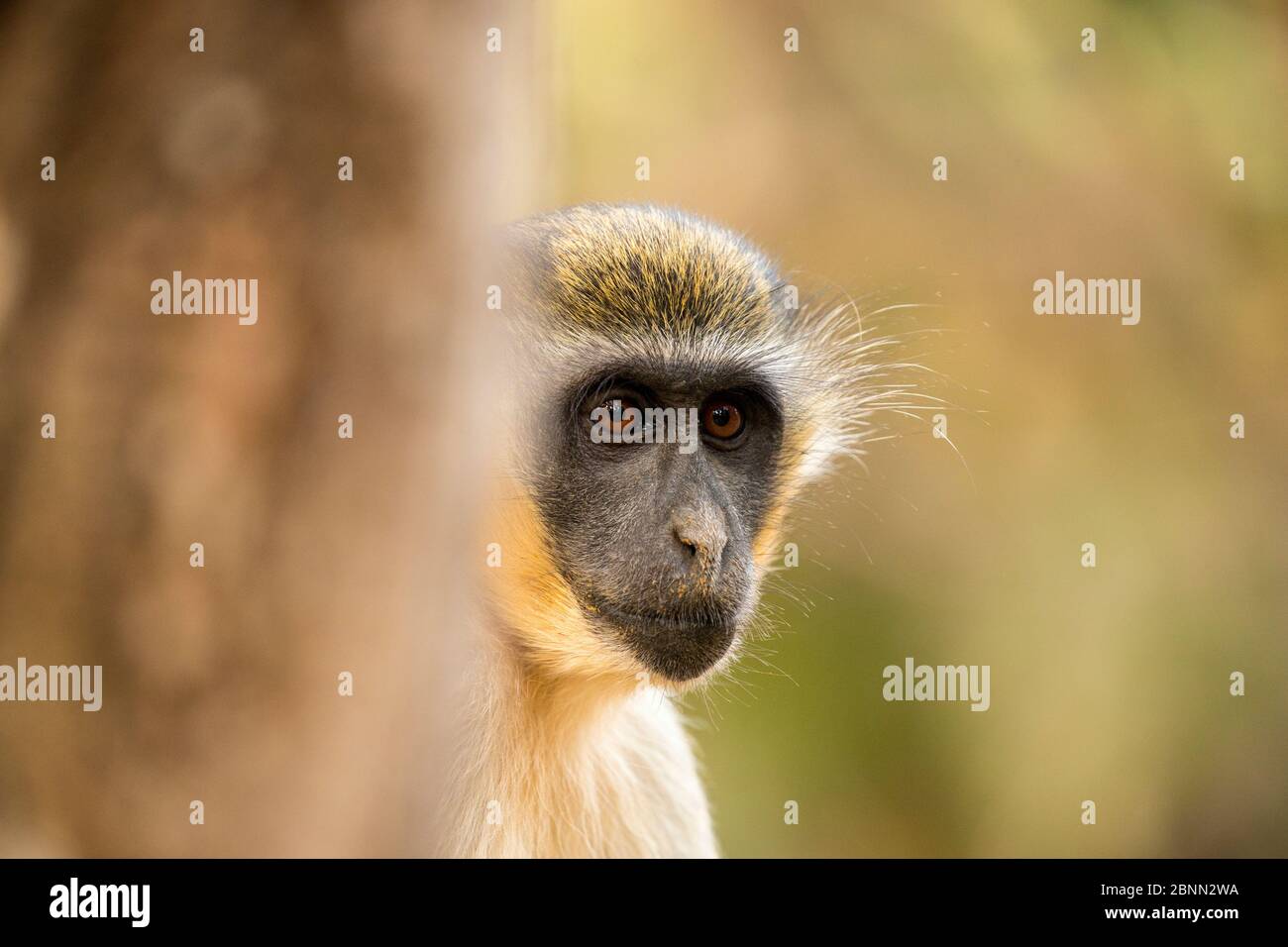 Portrait de gros plan du singe vert (Chlorocebus sabaeus), Parc forestier de Bijilo, Kololi, Serrekunda, Gambie, Afrique, mai. Banque D'Images
