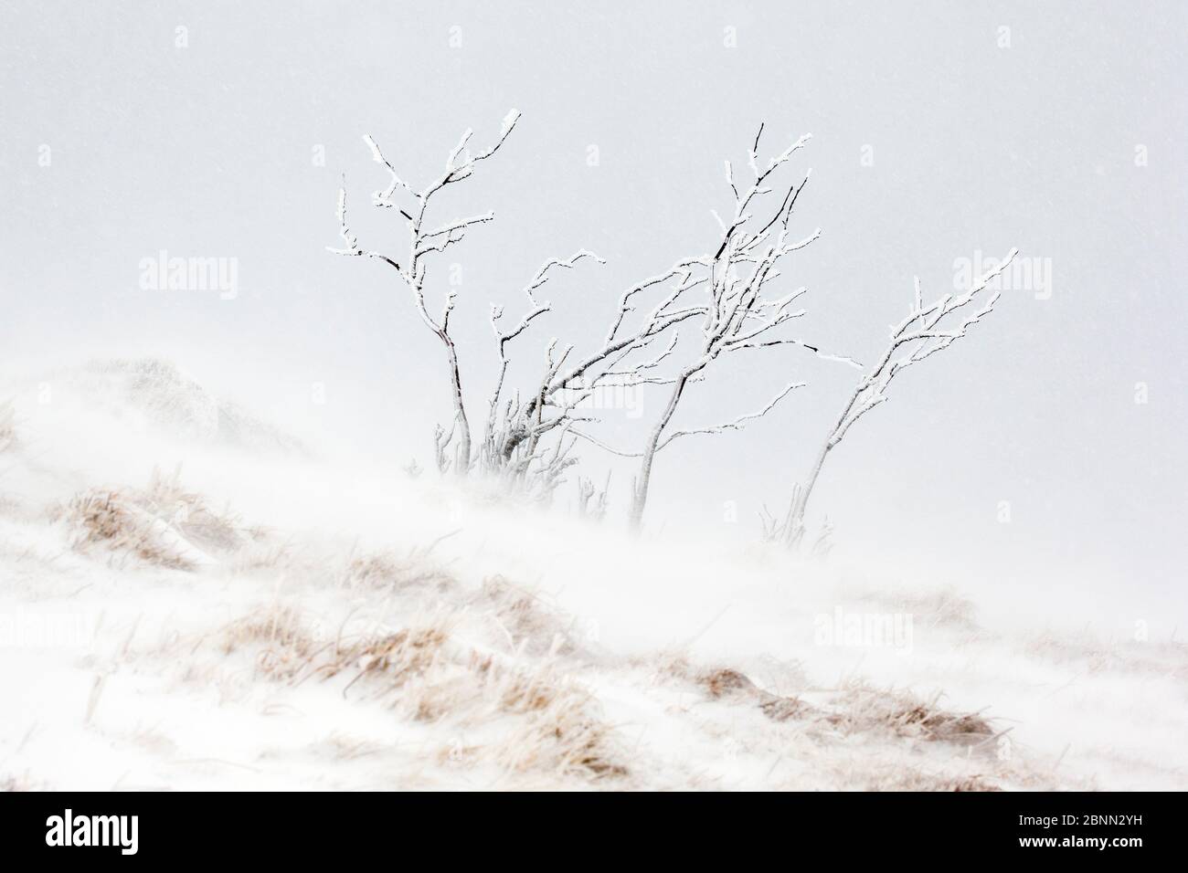 Arbre couvert de glace et de neige pendant le gel avec des vents violents, Hohneck montagne, Vosges, France, janvier Banque D'Images