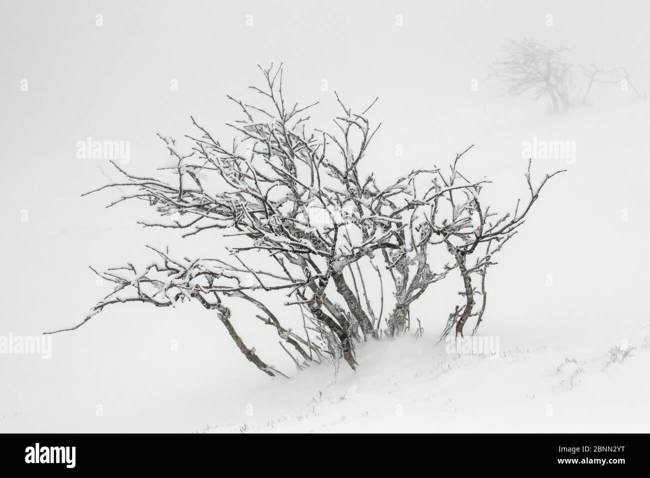 Arbre couvert de glace et de neige pendant le gel avec des vents violents, Hohneck montagne, Vosges, France, janvier Banque D'Images