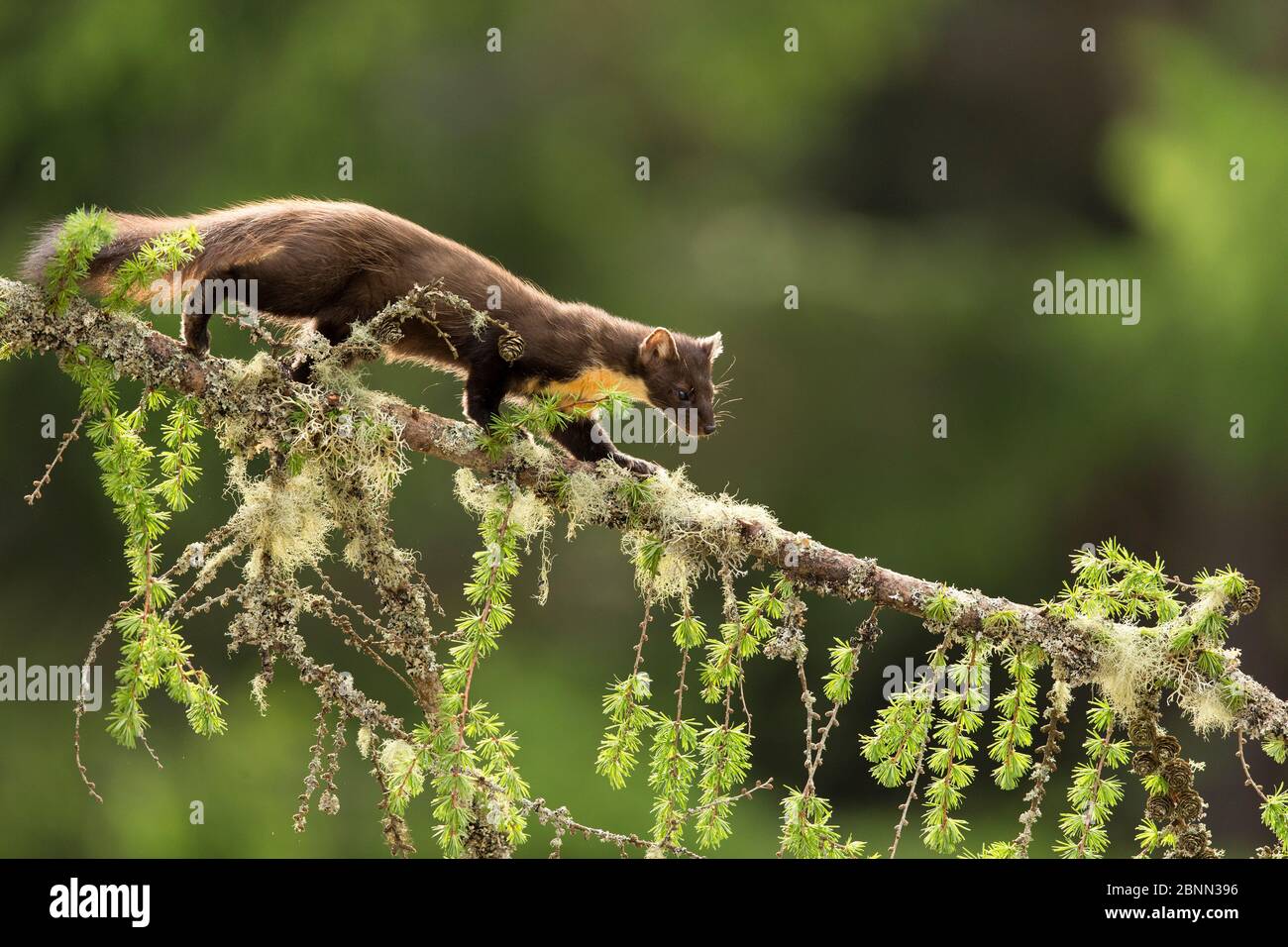 Pine Marten (Martes martes) rétroéclairé sur la branche du mélèze, Perthshire, Écosse, Royaume-Uni, mai. Banque D'Images