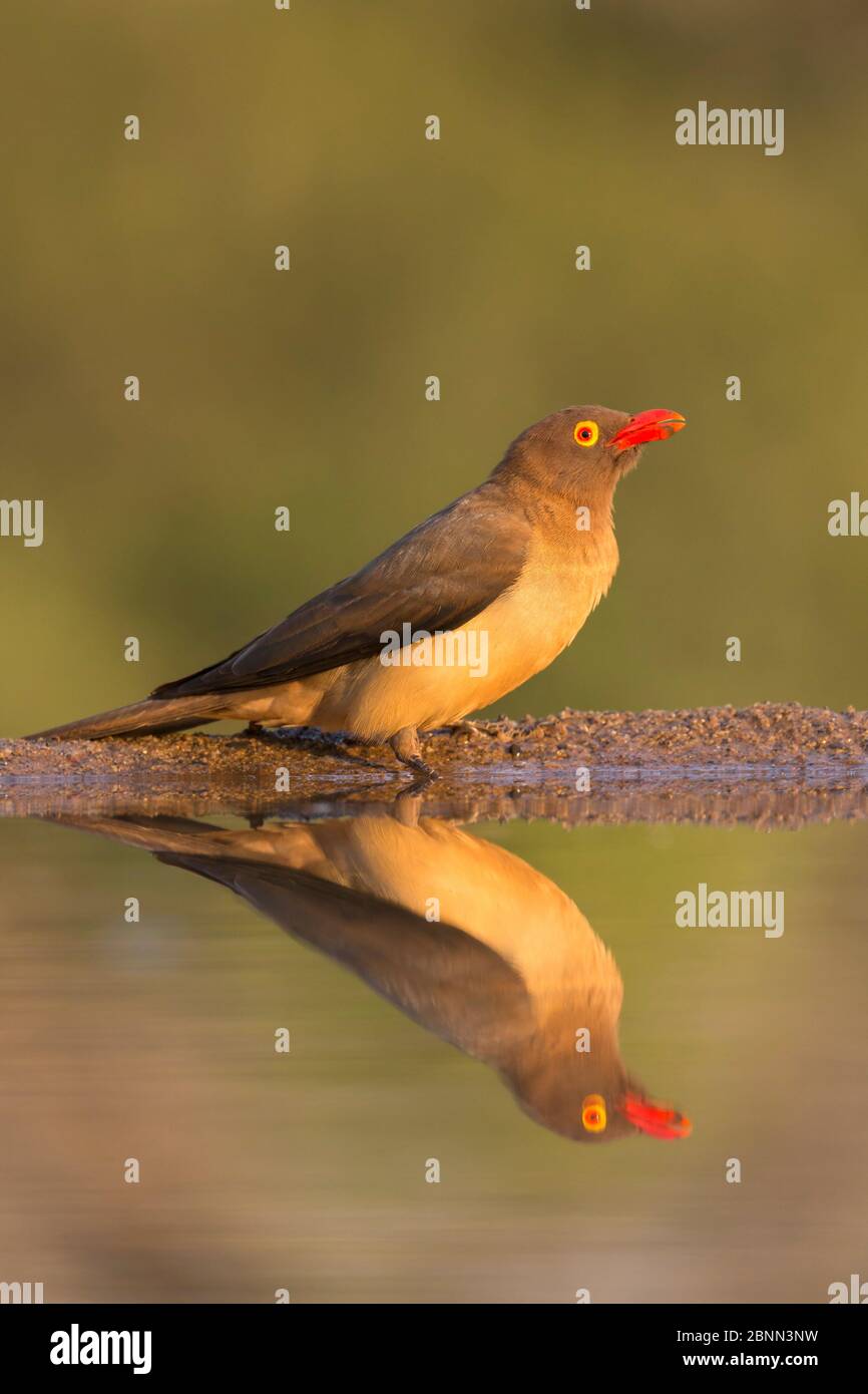 Boeufs à bec rouge (Buphagus erythrorhynchus), réserve de gibier privée Zimanga, KwaZulu-Natal, Afrique du Sud, juin Banque D'Images