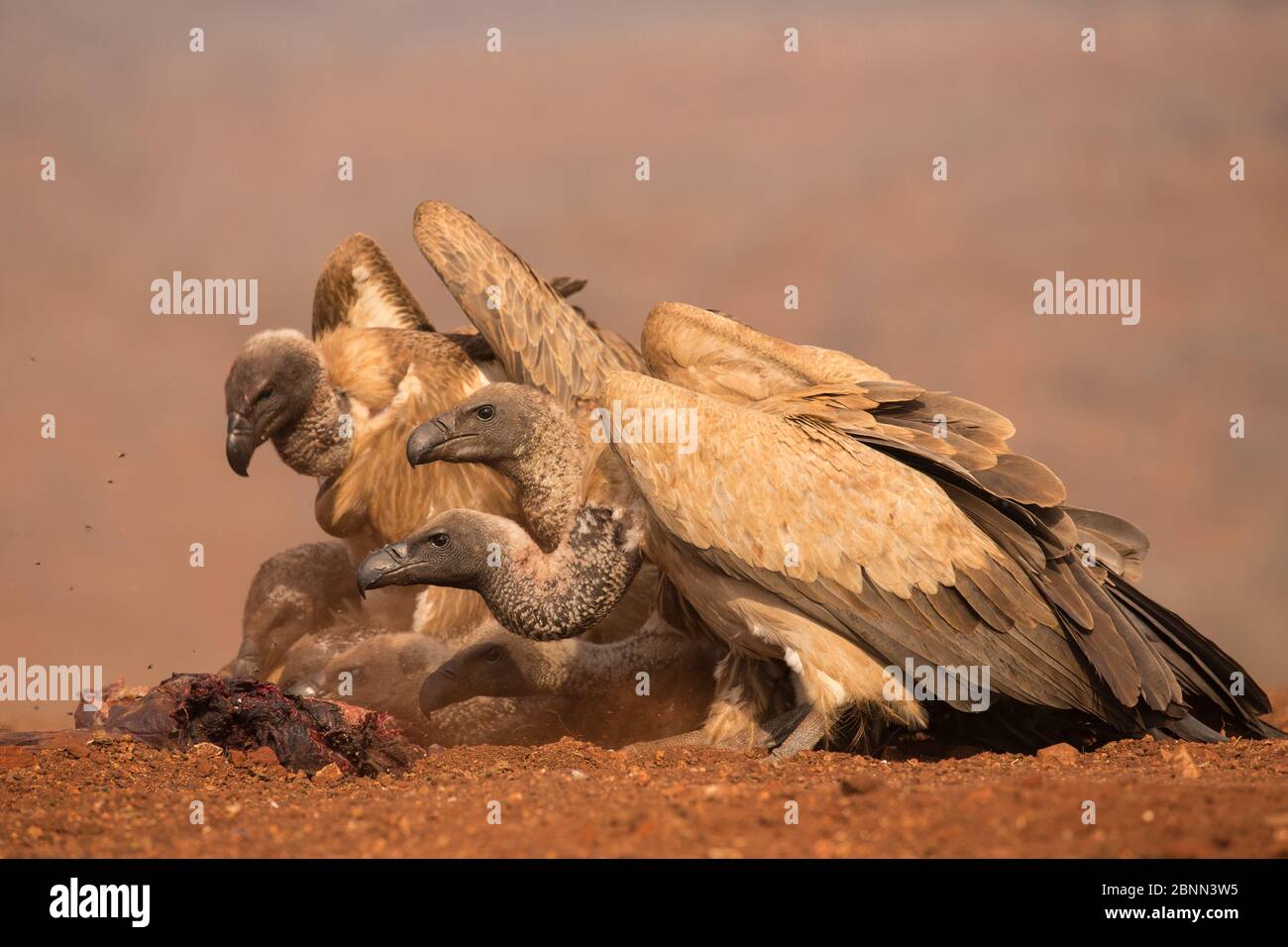 Les vautours à dos blanc (Gyps africanus) se nourrissent. Réserve de gibier privée Zimanga, KwaZulu-Natal, Afrique du Sud. Septembre. Banque D'Images