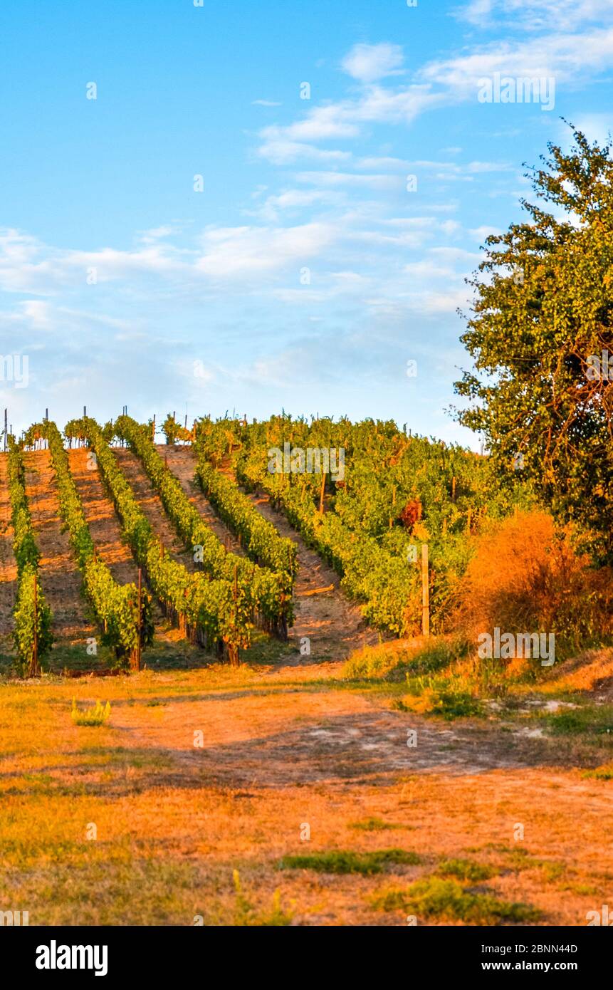 Superbe paysage d'automne avec des arbres et des rangées de vignes photographié pendant le coucher du soleil par Zajeci, Moravie du Sud, en République tchèque. Couleurs d'automne, paysage tchèque. Région viticole de Moravie. Banque D'Images