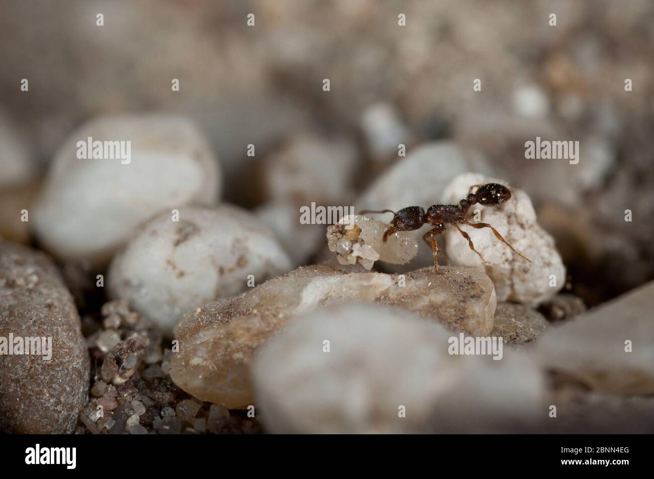 ANT amenant des larves à la surface du nid d'un beewolf européen (Philanthus triangulum), Budapest, Hongrie, août. Banque D'Images