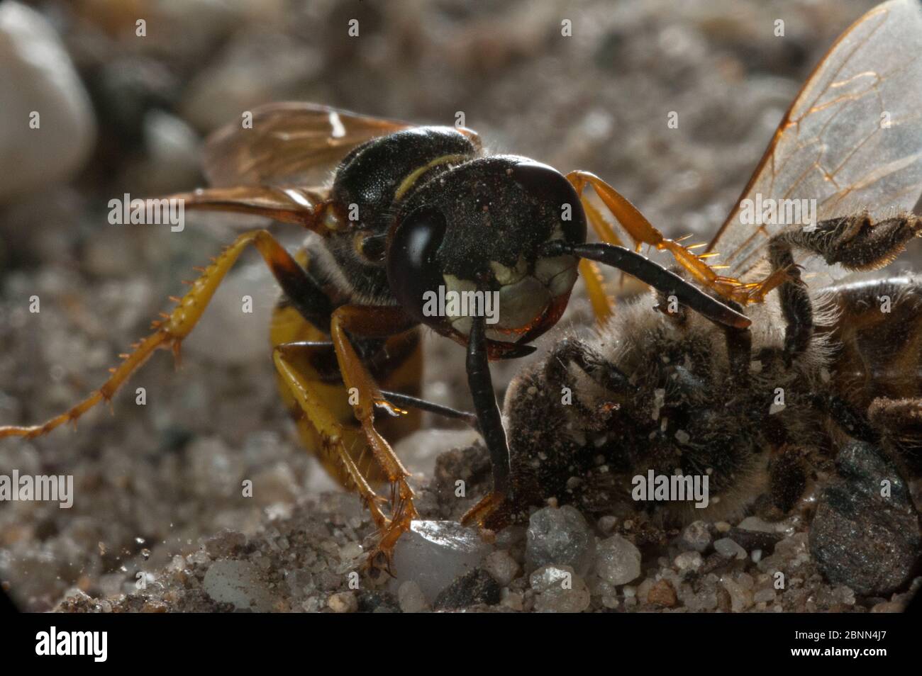 Beewolf européen (Philanthus triangulum) avec proie des abeilles, Budapest, Hongrie Banque D'Images