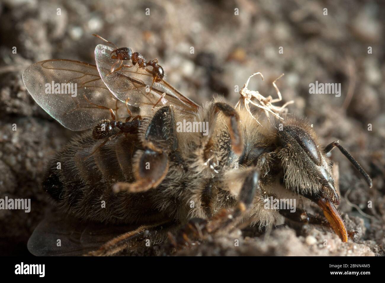 Fourmis à l'entête d'abeilles mortes, écartés par le beewolf européen (Philanthus triangulum) Budapest, Hongrie. Banque D'Images